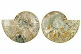 Cut & Polished Crystal-Filled Ammonite Fossil - Madagascar #362380-1